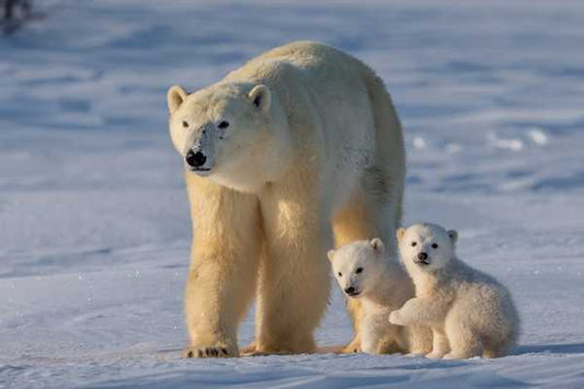 The Silent Threat: How Pollution and Oil Exploration Endanger Polar Bears