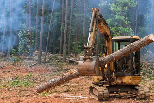 India's Forests: The Battle Against Deforestation