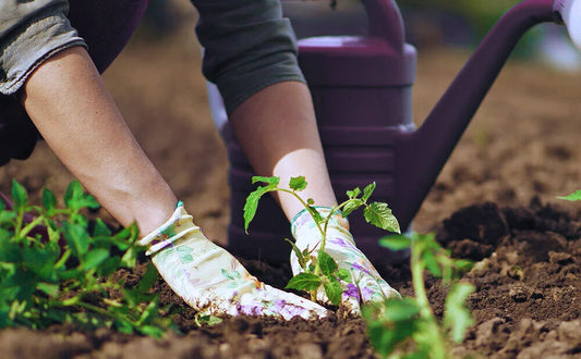 All Good Things- NOVEMBER 2025