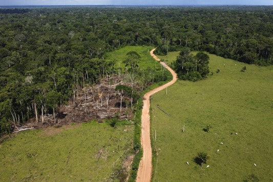 Paving the Way to COP30 – One Deforested Mile at a Time!