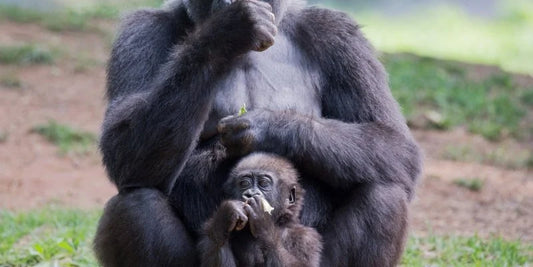 How leather Industry is affecting wildlife