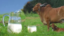 Rethinking Milk: What a Rabies Case Reveals About Our Food Choices