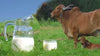 Rethinking Milk: What a Rabies Case Reveals About Our Food Choices